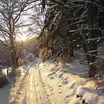 Pretty In With Adjacent Forest *